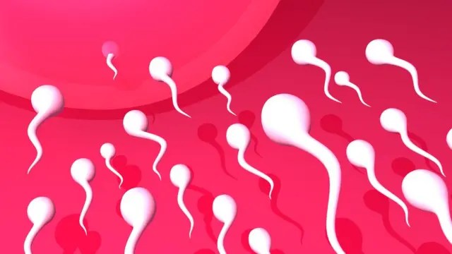 Spermatozoïdes